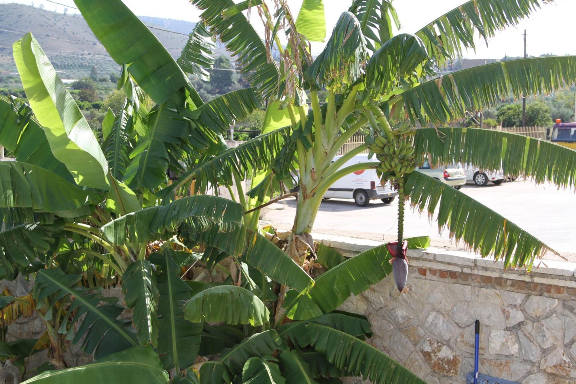 Αριων Village & Suites Nafplio Exterior foto